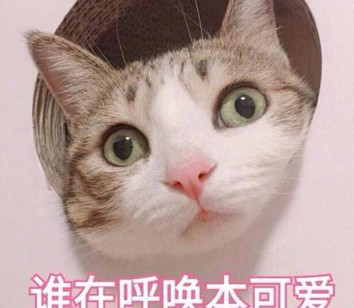  零食