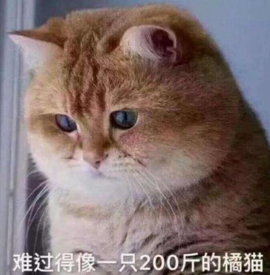  大学生宿舍偷养了橘猫,阿姨走进一看,却笑着扶墙出来
