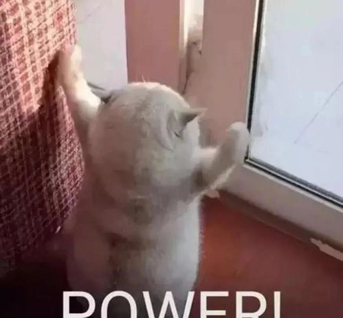  最后的赢家全员配合赵又廷飙戏秦霄贤直接大喊放回去