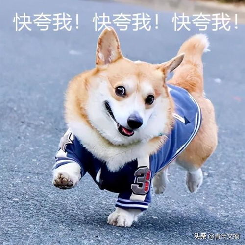  开心一刻人是铁,范儿是钢,一天不装憋得慌