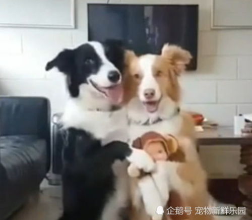  谁说人家是单身狗,人家有媳妇儿狗狗秀恩爱虐哭单身主人