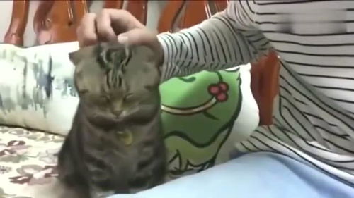  狸花猫困了,想叫主人抱它哄它睡觉,这小表情太可爱了
