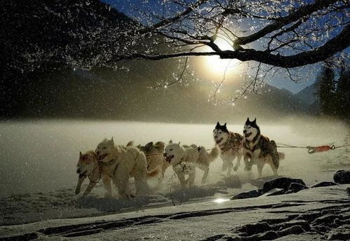  狗界表情包鼻祖哈士奇二哈