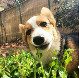  除了狗粮,柯基犬还能吃的7种食物,你喂过几种