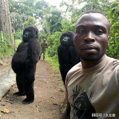  萌翻了成精了护林员野外自拍,大猩猩求合影,姿势表情都一样