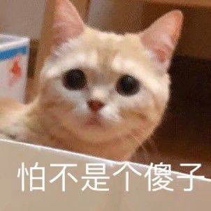  可爱小猫咪表情包为了生活低三下四