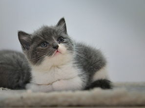 英国短毛猫表情包威胁接