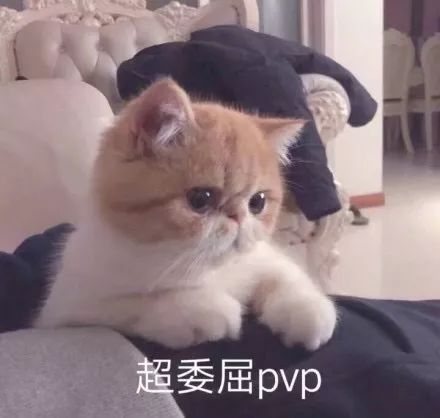  壁纸头像超可爱搞笑猫咪表情包