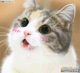  敲可爱表情包带字系列猫猫敲可爱表情包下载乐游网游戏下载