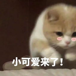  沈梦辰拉着杨超越当学人精,关晓彤也跟风出了个山寨版