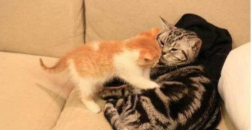 灰猫不爽小橘加入表情超冷淡,但自从小橘热情对它后立刻开手抱抱 灰猫不爽小橘加入表情超冷淡,但自从小橘热情对它后立刻开手抱抱