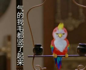  楚乔传宇文玥鹦鹉表情包楚乔传宇文玥鹦鹉表情包大全下载