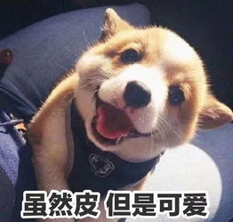  狗为什么爱主人专家因为它们都是受虐狂