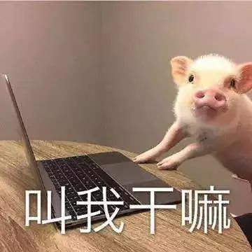  神奇动物在哪里在这里
