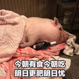  表情包让吃货减肥的下场就是这样