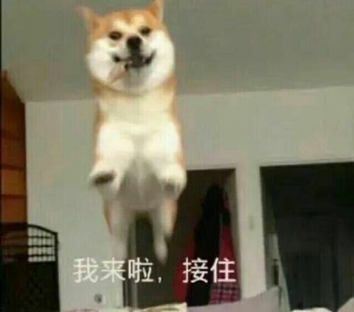 不屑表情包图片 图库受