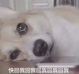 华洛来我这精选文章咏狗 华洛来我这精选文章咏狗