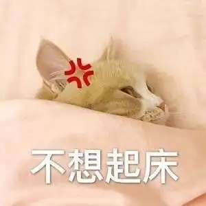 猫咪喊起床表情包 猫咪喊起床表情包