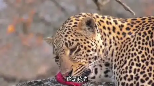 芝士雪豹 芝士雪豹