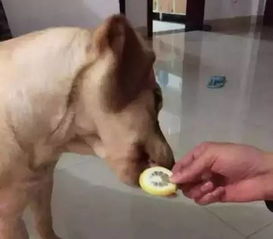  汪星人舔了一口柠檬之后的反应.......想死的心都有了