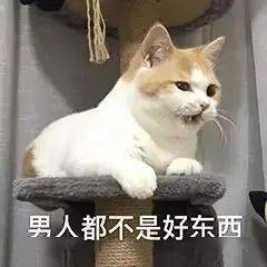  妈妈扎紧点,漂亮丨第130期喵表情