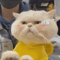  历史回顾大脸猫球球表情包第二弹