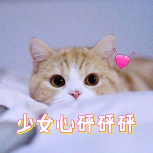  高频率使用的猫咪表情包第三期