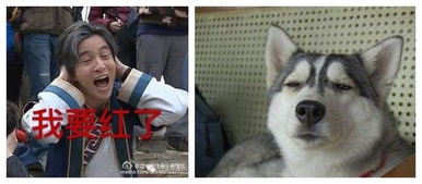  明星们最适合养什么狗反正薛之谦肯定是二哈了
