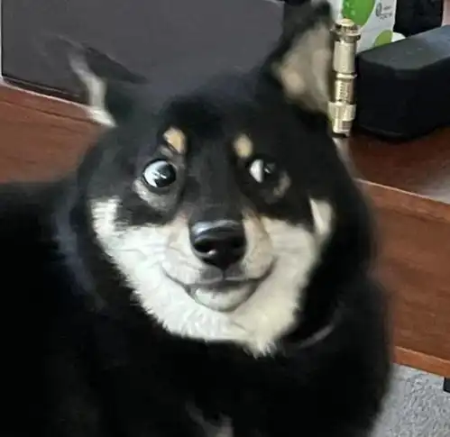 两只柴柴吵架笑喷网友,这表情也太搞笑了 两只柴柴吵架笑喷网友,这表情也太搞笑了