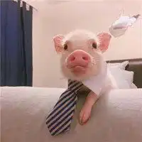 猪头像情侣表情包乳猪