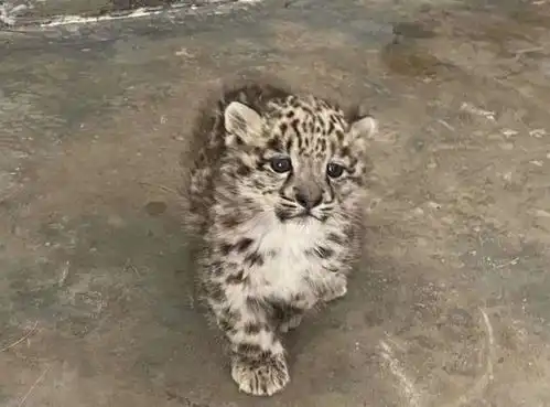 虽然是猫科动物,但是,爱撸猫的网友却不敢撸它,啥原因 虽然是猫科动物,但是,爱撸猫的网友却不敢撸它,啥原因