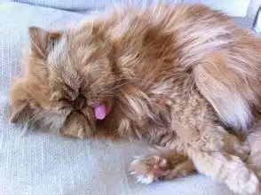 猫咪为什么喜欢吐舌头猫咪吐舌头是生病了嘛 猫咪为什么喜欢吐舌头猫咪吐舌头是生病了嘛