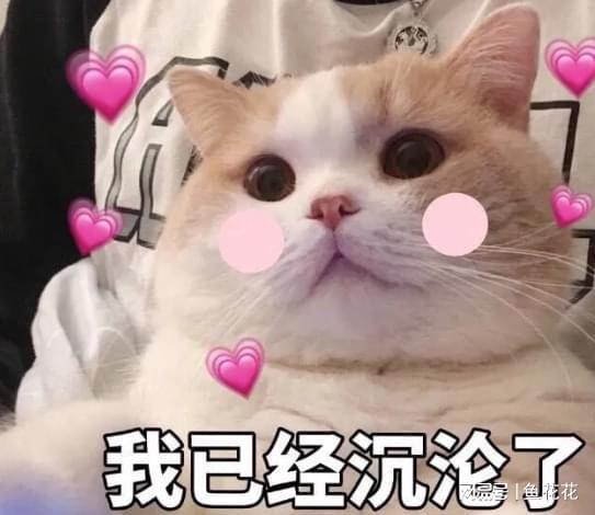  你的猫崽子表情包被toi图益做成九宫格拼图了