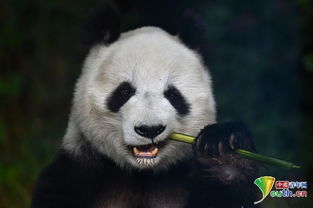  是时候表演真正的卖萌术了看滚滚如何萌杀你