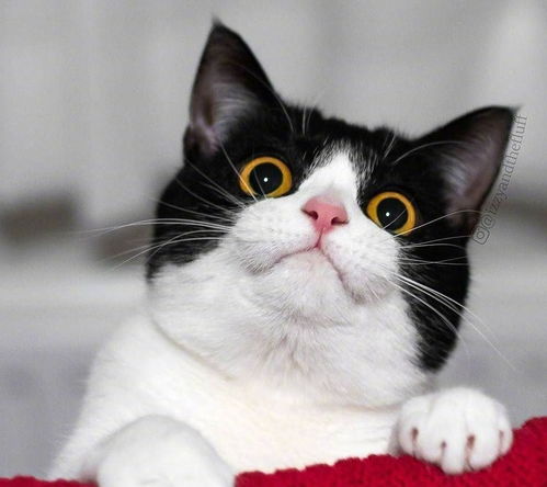  养一只猫,一年需要这么多成本