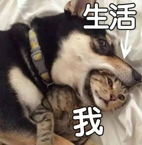  太多搞笑的表情包了,大家快收藏起来
