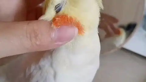  撸小鹦鹉的腮红,这舒服的小表情,还打起了
