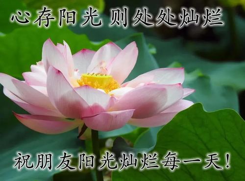  新版早上好问候语唯美温馨句子,群发微信清晨祝福语问候图片表情