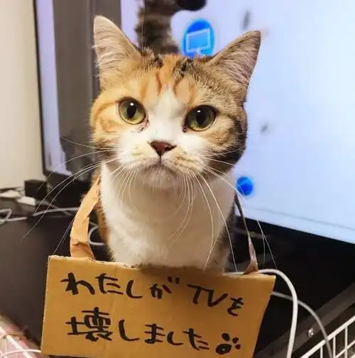 猫咪犯错后,这5种惩罚方法最有效,你试过吗 猫咪犯错后,这5种惩罚方法最有效,你试过吗