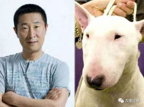  孙红雷同款牛头梗