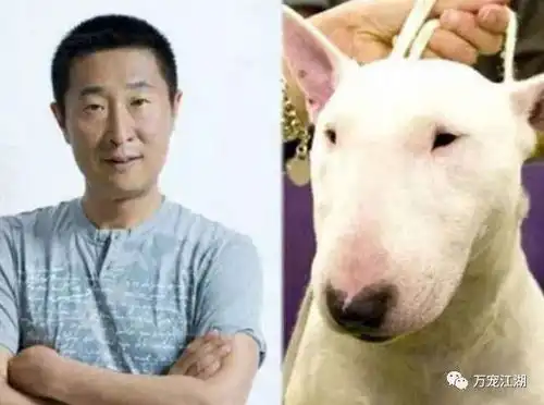 孙红雷同款牛头梗 孙红雷同款牛头梗