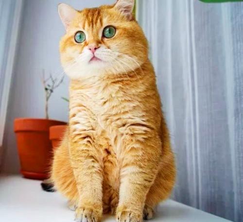  养猫的铲屎官切记,千万不要做这三件事情,否则它离你越来越远