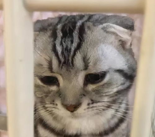 猫咪最怕这几种惩罚方式,宠主们要避免不然猫咪会恨你 猫咪最怕这几种惩罚方式,宠主们要避免不然猫咪会恨你