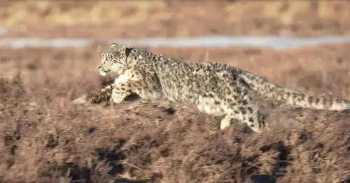 霸气又软萌雪山之王踏冰而来 霸气又软萌雪山之王踏冰而来