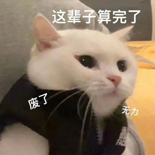  黑猫舔爪表情包微信怎么搜今日头条