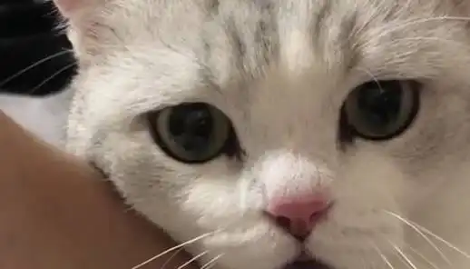 老公要抱抱表情包猫咪