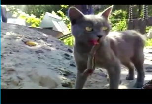  调皮猫失落日舌头被小蜥蜴咬住表情痛又冏