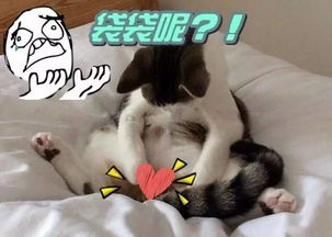 叫人起床的表情包gif猫