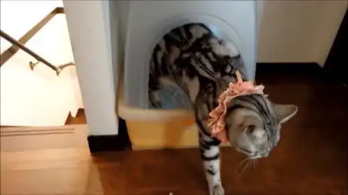 被自己的屁屁熏吐的猫咪你见过吗表情太魔性了啊 被自己的屁屁熏吐的猫咪你见过吗表情太魔性了啊