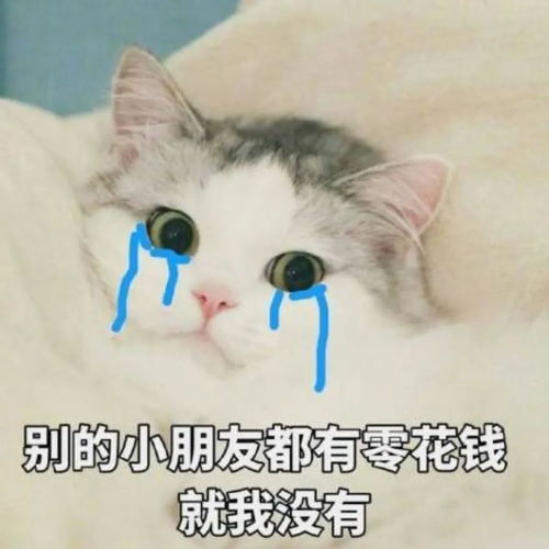  高考前是国宝大熊猫,考后我变成了流浪猫